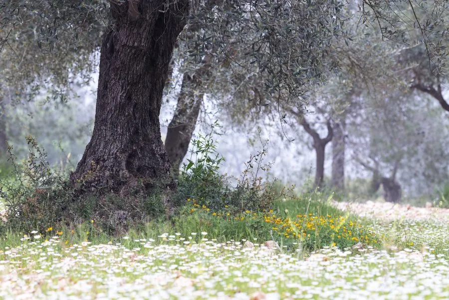 Ein verlorener Bruder